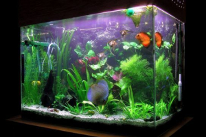 Što bi trebao biti akvarij za ribu Što bi trebao biti akvarij za ribu